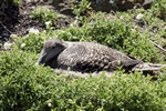 Eider duck, Isle of May, Fife by Dave Banks