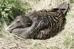 Eider duck, Isle of May, Fife by Dave Banks