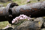 Thrift and air pipe, Fife by Dave Banks