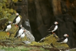 Puffins, Isle of May, Fife by Dave Banks