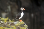 Puffin, Isle of May, Fife by Dave Banks