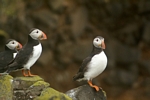 Puffins, Isle of May, Fife by Dave Banks