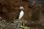 Puffin, Isle of May, Fife by Dave Banks