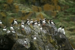 Puffins & Razon Bills, Isle of May, Fife by Dave Banks