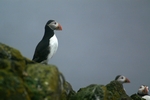 Puffins, Isle of May, Fife by Dave Banks
