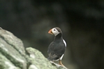 Puffin, Isle of May, Fife by Dave Banks