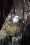 Nesting Kittiwake, Isle of May, Fife by Dave Banks
