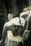 Guillemots, Isle of May, Fife by Dave Banks