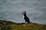 Puffin, Isle of May, Fife by Dave Banks