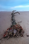 St Cyrus Beach, Grampian by Dave Banks
