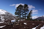 Scots Pine, Glen Lui, Grampian by Dave Banks