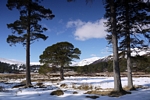 Scots Pine, Glen Lui, Grampian by Dave Banks
