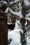 Roe Deer, Grampian by Dave Banks