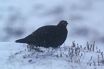 Black Grouse, Glen Clunie, Grampian by Dave Banks