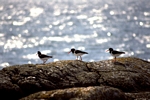 Oyster Catchers, Goular, North Uist, Hebrides by Dave Banks