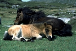 Ponies, North Uist, Hebrides by Dave Banks