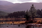 Loch Morlich and the Cairngorms, Highland by Dave Banks