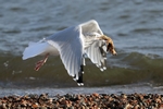 Herring Gull, Fortrose, Highland by Dave Banks