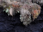 Lichens, Loch Pattack, Highland by Dave Banks
