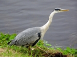 Herron, Inverness by Dave Banks