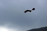 Sea Eagle, Loch Sheil, Highland by Dave Banks