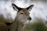 Red deer, Glen Coe, Highland by Dave Banks