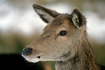 Red deer, Glen Coe, Highland by Dave Banks