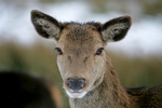 Red deer, Glen Coe, Highland by Dave Banks