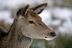 Red deer, Glen Coe, Highland by Dave Banks