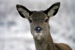 Red deer, Glen Coe, Highland by Dave Banks
