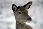 Red deer, Glen Coe, Highland by Dave Banks