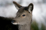 Red deer, Glen Coe, Highland by Dave Banks