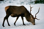 Red deer, Glen Etive, Highland by Dave Banks