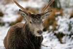 Red deer, Glen Etive, Highland by Dave Banks