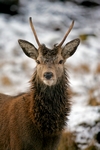 Red deer, Glen Etive, Highland by Dave Banks