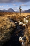 Sentinel of Glen Coe, Highland by Dave Banks