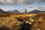 Sentinel of Glen Coe, Highland by Dave Banks