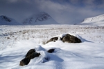 Buachaille Etive Mor, Highland by Dave Banks