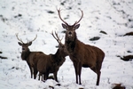 Red deer, Glen Etive, Highland by Dave Banks