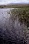 Moorland lochan, Islay by Dave Banks
