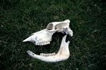 Skull nr Ardnave, Islay by Dave Banks