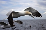 Gannet, Lothian by Dave Banks