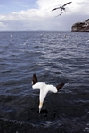 Gannet diving, Lothian by Dave Banks