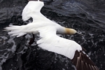 Gannet diving, Lothian by Dave Banks
