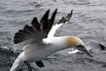 Gannet, Lothian by Dave Banks