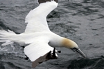 Gannet, Lothian by Dave Banks