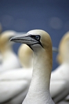 Gannet, Lothian by Dave Banks