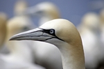 Gannet, Lothian by Dave Banks