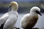 Gannet and chick, Lothian by Dave Banks