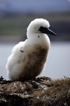 Gannet chick, Lothian by Dave Banks